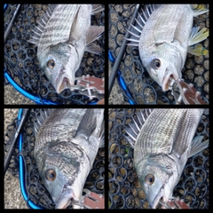 クロダイの釣果