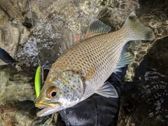 オオクチユゴイの釣果