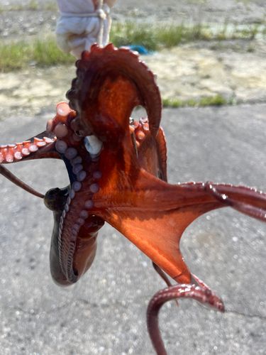 タコの釣果