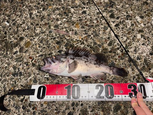 クロソイの釣果