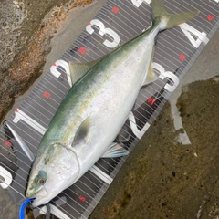 イナダの釣果