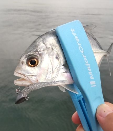 メッキの釣果