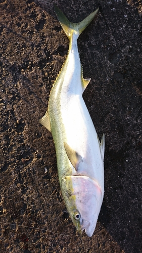 ワラサの釣果