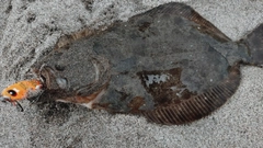 ソゲの釣果