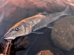 ニゴイの釣果