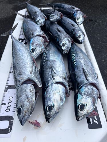 ソウダガツオの釣果