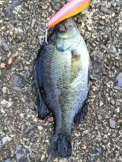 ブルーギルの釣果