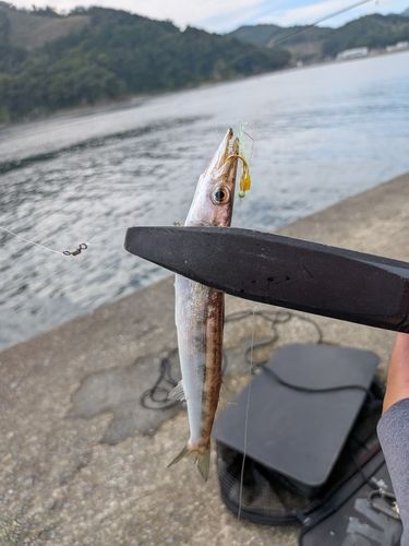 カマスの釣果