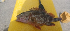 カサゴの釣果