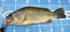 ラージマウスバスの釣果