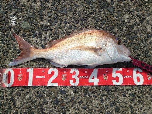 タイの釣果