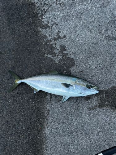 ヒラマサの釣果