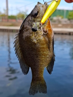 ブルーギルの釣果
