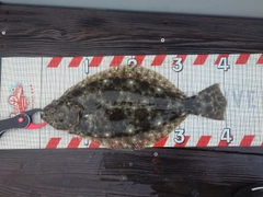 ヒラメの釣果