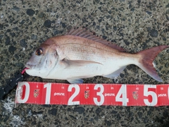 タイの釣果