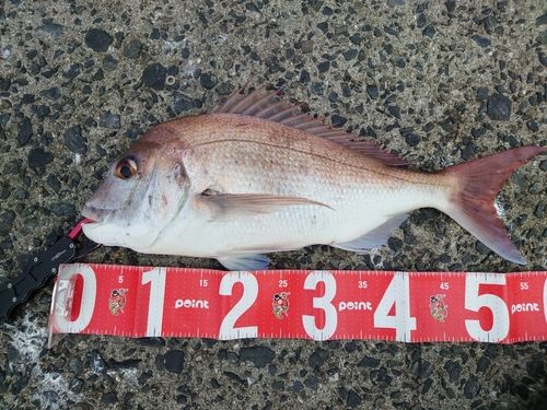 タイの釣果