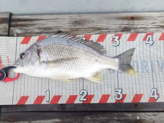 キビレの釣果