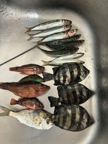 イワシの釣果