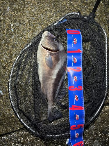 コショウダイの釣果