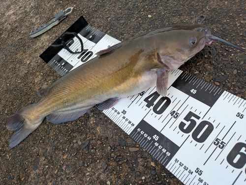 アメリカナマズの釣果