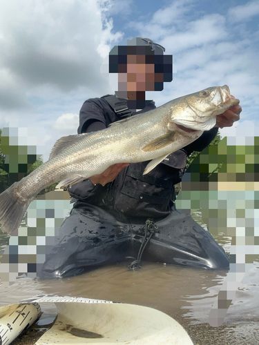 スズキの釣果