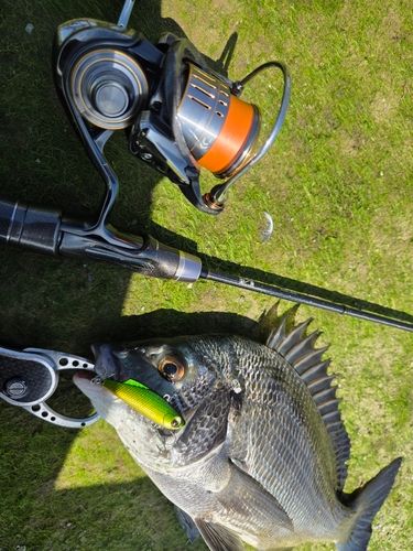 チヌの釣果