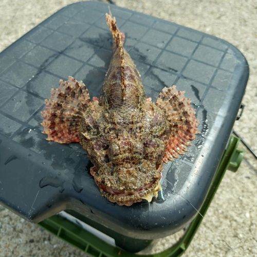 オニカサゴの釣果