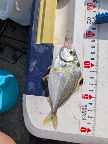 ヒイラギの釣果