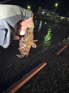 カサゴの釣果