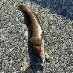 アイナメの釣果