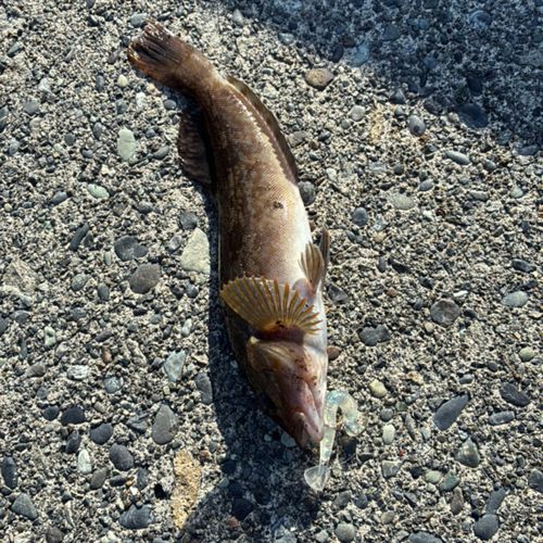 アイナメの釣果