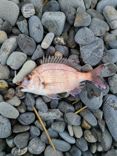 タイの釣果