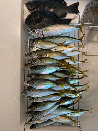 アジの釣果