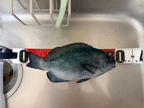 メジナの釣果