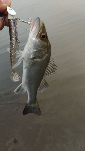 セイゴ（ヒラスズキ）の釣果