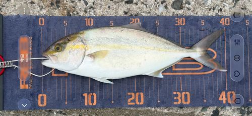 ネリゴの釣果