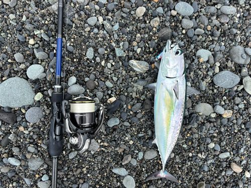 ソウダガツオの釣果
