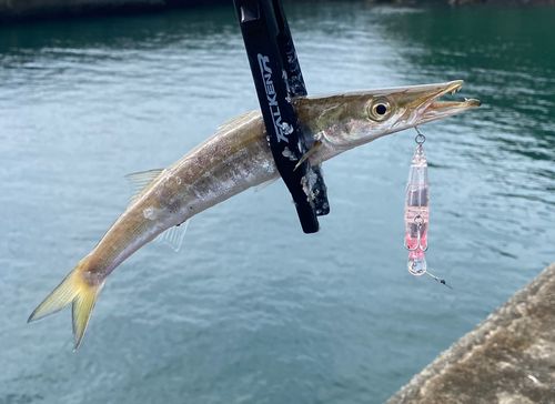 カマスの釣果