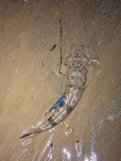 マゴチの釣果