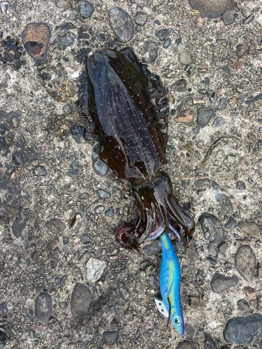 アオリイカの釣果