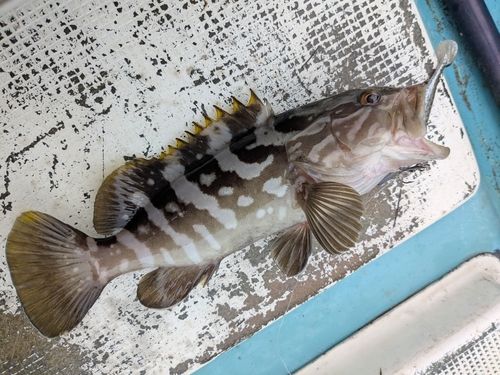 クエの釣果