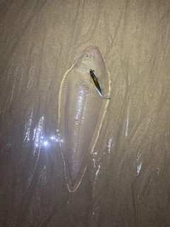 シタビラメの釣果