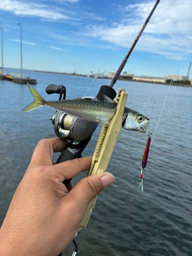 アイナメの釣果