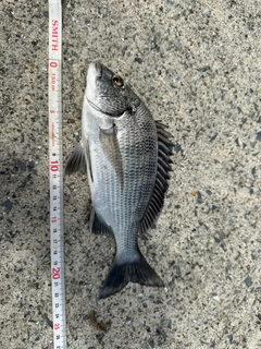 チヌの釣果