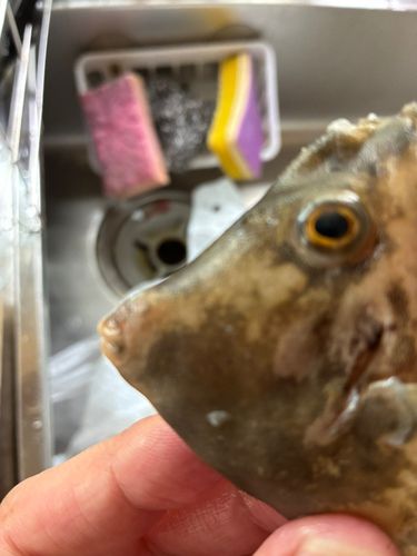 カワハギの釣果