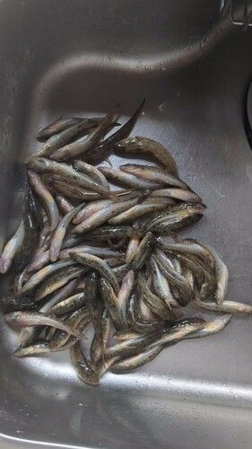 ハゼの釣果