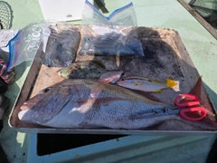 マダイの釣果