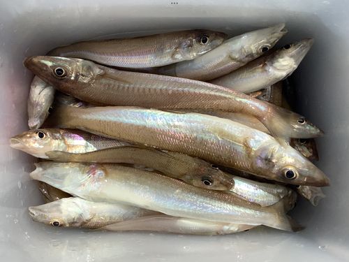 シロギスの釣果