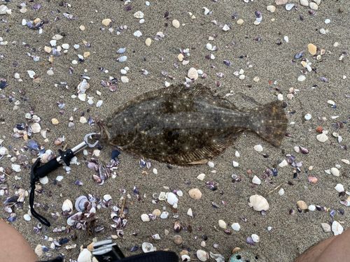 ヒラメの釣果