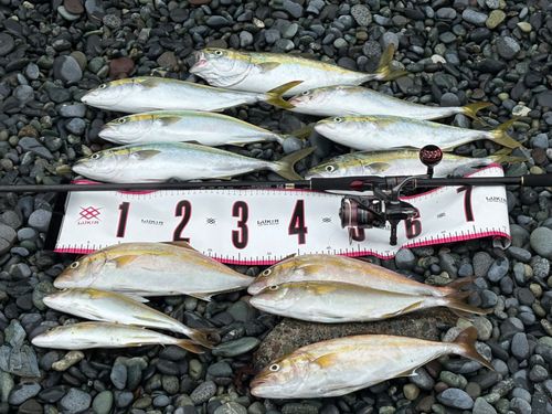 イナダの釣果